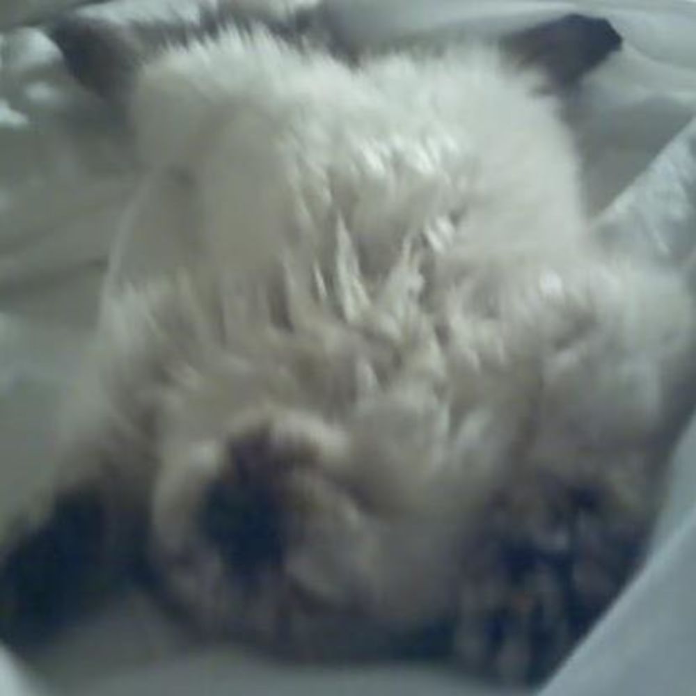 Meet your Posher, Lindsay